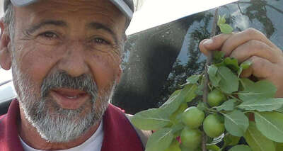 Erik fiyatı yarı yarıya düştü, üretici hasadı durdurdu
