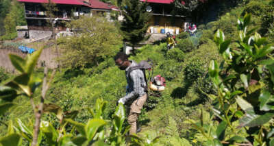 Gambiyalı çay işçileri iş başında