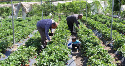 Hatay'da tarlada kilosu 9 liradan satılan çilek üreticinin yüzünü güldürdü