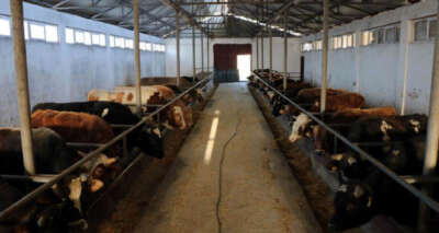 Hayvan pazarları 1 Haziran’da açılıyor