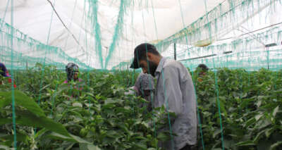 Herkes evdeyken onlar 40 derece sıcakta serada çalışıyor