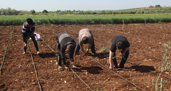 İşçi bayramında tarım işçileri sahada çalışıyor