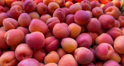 Kayısı üreticisini güldürüyor