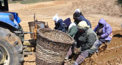 Kekik dikiminde son fidanlar toprakla buluşuyor
