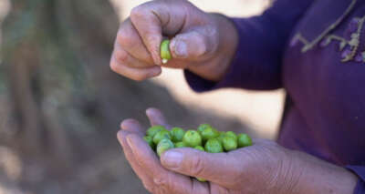 Kilis zeytinyağı coğrafi işaret alarak tescillendi