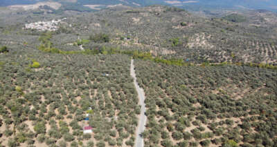 Kuraklık ve sıcaklıklar zeytin rekoltesini olumsuz etkileyebilir