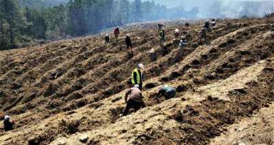 Kütahya’da yanan orman sahasına 5 bin fidan dikildi