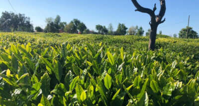 Lipton sağlıklı ve güvenli çay hasadı hazırlıklarını tamamladı