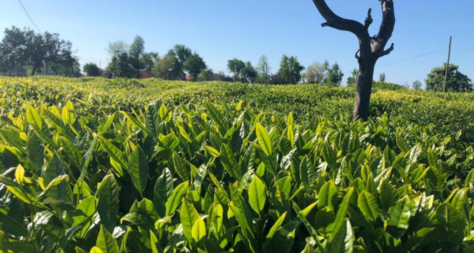 Lipton sağlıklı ve güvenli çay hasadı hazırlıklarını tamamladı