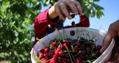 Mevsimlik işçilerden bayramda ‘turfanda kirazı’ hasadı