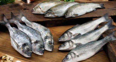 Pandemi döneminde Muğla’dan 410 milyon dolarlık balık ihracatı