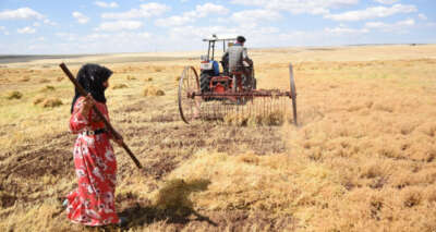 Siverek’te mercimek hasadına başlandı