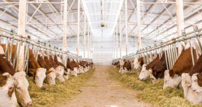 Sütün fiyatı kalitesine göre değişecek