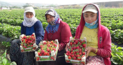 Tam kapanmada Rusya’ya ve Irak’a çilek ihracatı