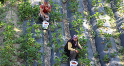 Televizyonda gördü dikti, şimdi telefonla sipariş alıyor