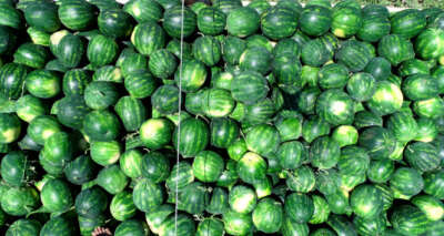 Tescilli Adana karpuzunda hasat coşkusu