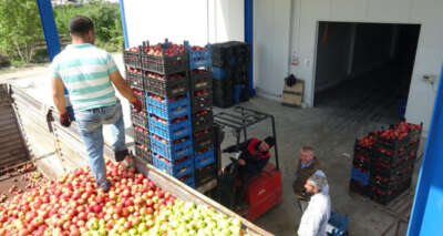 Tonlarca meyve soğuk hava depolarında kaldı