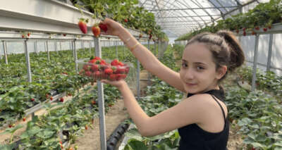 Topraksız tarım ile çilek üretimini 3’e katlıyor