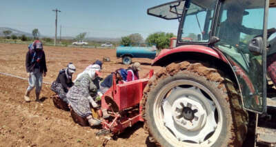 Üretimde dünya lideri olan Denizli’de kekik ekim alanları artıyor