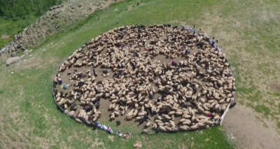 Yüksekovalı berivanların zorlu mesaisi başladı