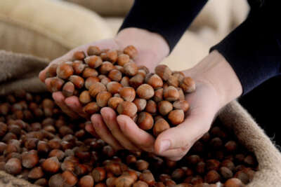 AB ülkelerine 299 ton 300 kilo fındık ihraç edildi