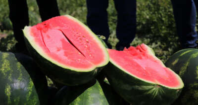 "Adana karpuzu" tarlada 50 kuruşa düştü