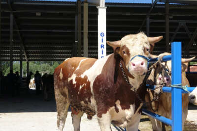 Çankırı'da 1 tonluk 'Paşa' alıcılarını bekliyor