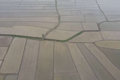 Çeltik tarlalarının sofraya uzanan yolculuğu başladı