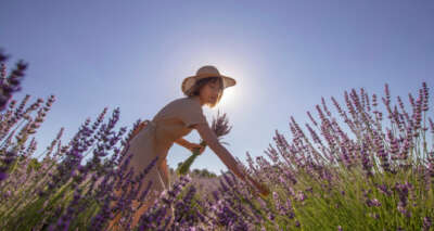 Deterjan ve kozmetik fabrikalarının gözdesi o köy hasada hazırlanıyor