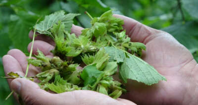 Dolu zararı fındıkta rekolteyi etkileyebilir