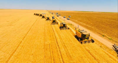 Dünyanın en büyük çiftliğinde buğday hasadı başladı