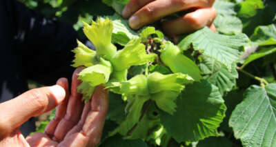 Fındık fiyatında üreticinin beklentisi 3,5 dolar