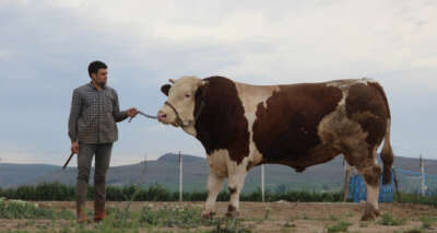 Fiyatıyla dudak uçuklatıyor, görenler gözlerine inanamıyor