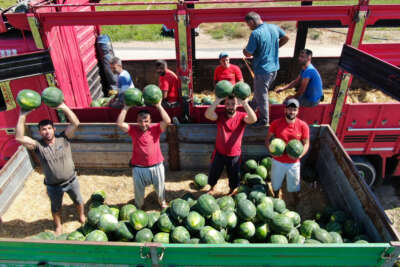 Günde 200 ton karpuz yüklüyorlar