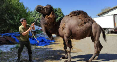 Güreşleri kaybetti, kurbanda bıçak altına yatacak
