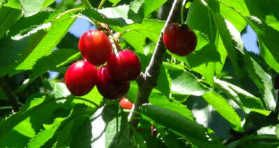 Havran’da Kazdağları’nın eteklerinde kiraz hasadı başladı