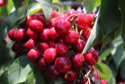 Karaman’dan Asya ve Avrupa ülkelerine kiraz ihracatı