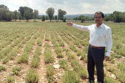 Kekiğin başkentini kuraklıktan etkilendi, rekolte yüzde 50 azaldı