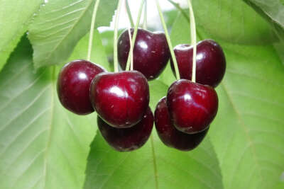 Kiraz köylülerin yüzünü güldürdü