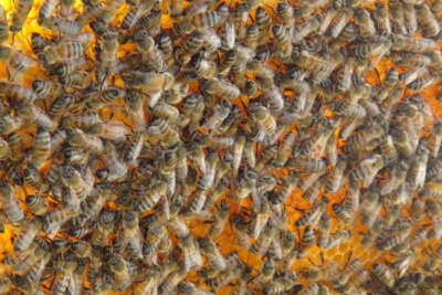 Kuraklık arıcılığı vurdu