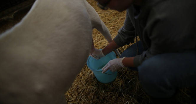 Öğrenciler keçi sütünden sabun üretiyor