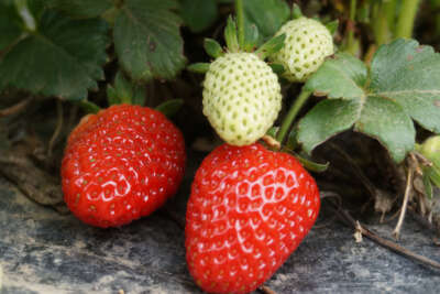 Sason çileği coğrafi işaret belgesi alarak markalaştı