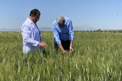 Türk yerli tohumu dünyaya açılıyor