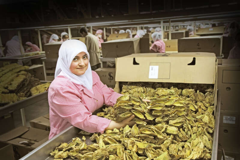Türkiye, şark tipi tütün üretim ve dış ticaretinde dünya liderliğini koruyor