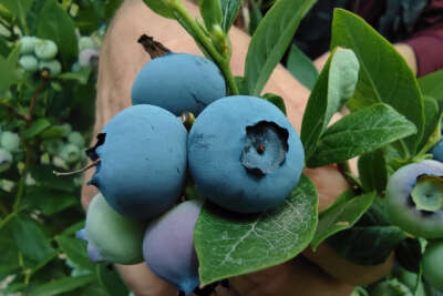 Üreticinin yüzü güldü kilosunu 100 liradan satıyorlar