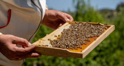Üretimde ilk sırada, ihracata hazırlanıyor