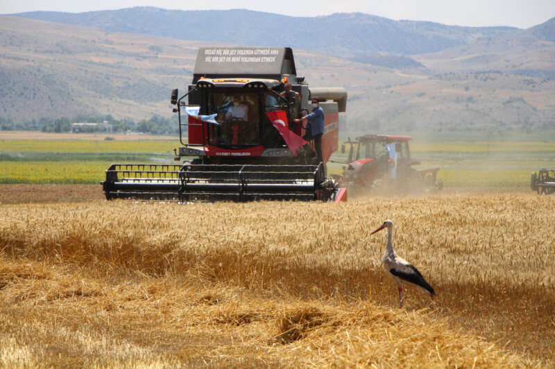 Amasya'da bereketli hasat! Leylekler buğday avında