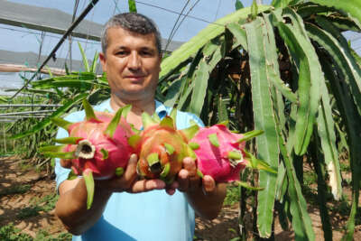 Babası için ejder meyvesi yetiştirdi, şimdi ihraç ediyor