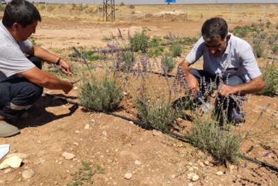 Daha önce terörle anılan topraklarda artık lavanta kokusu yükseliyor