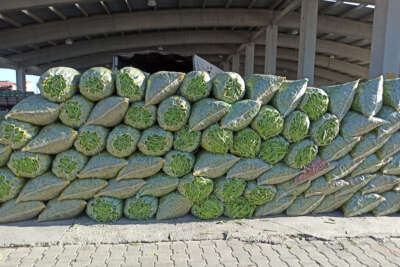 Fasulye fiyatı ile hem üreticisinin hem de esnafın yüzünü güldürmeye başladı